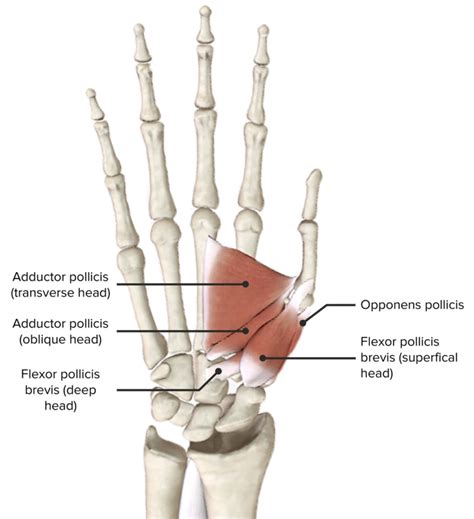 flexor pollicis brevis origin and insertion|flexor pollicis brevis pain.